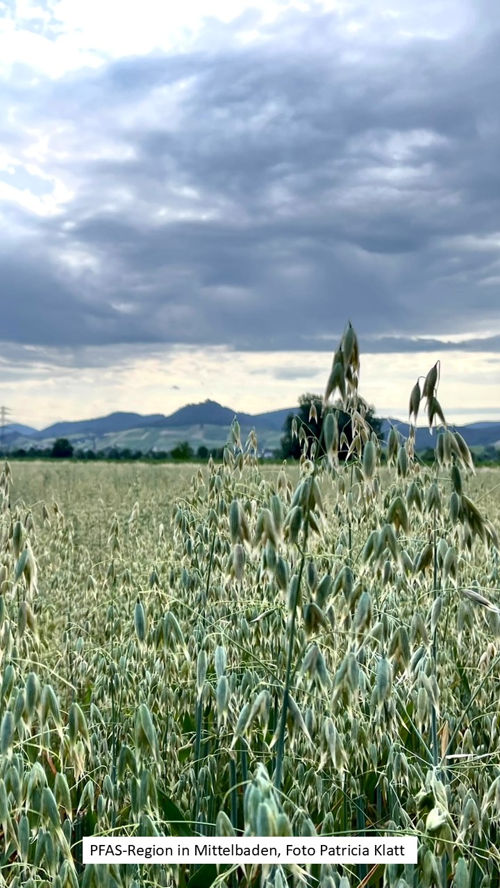 Blick auf ein Haferfeld, Foto Klatt