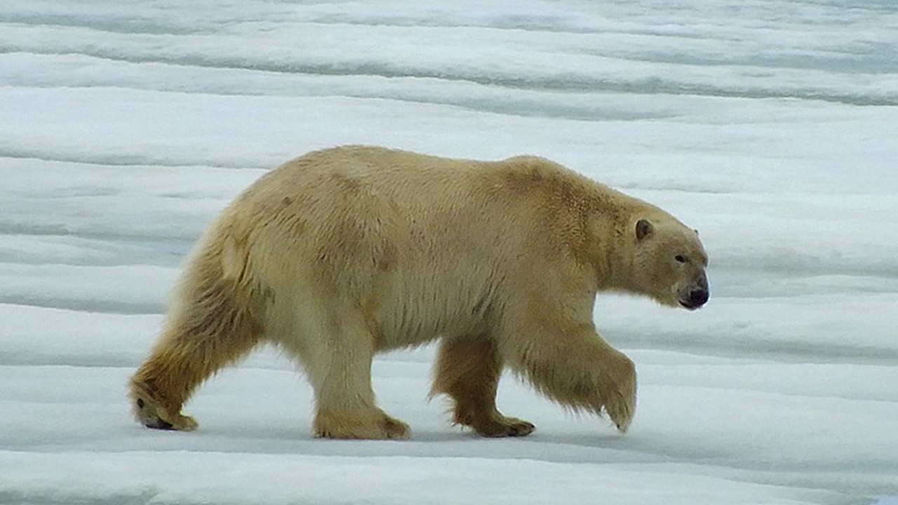 Auch in Eisbären hat man PFAS gefunden