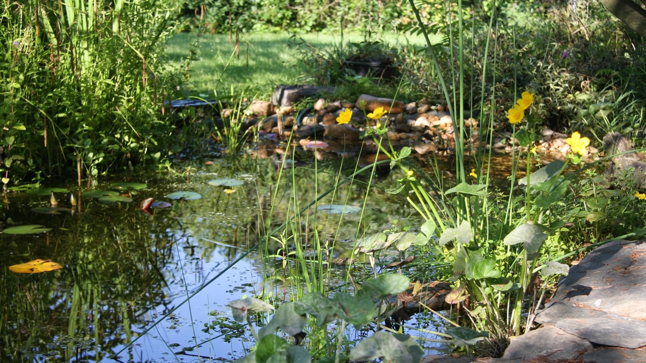 Naturnah gestalteter Teich