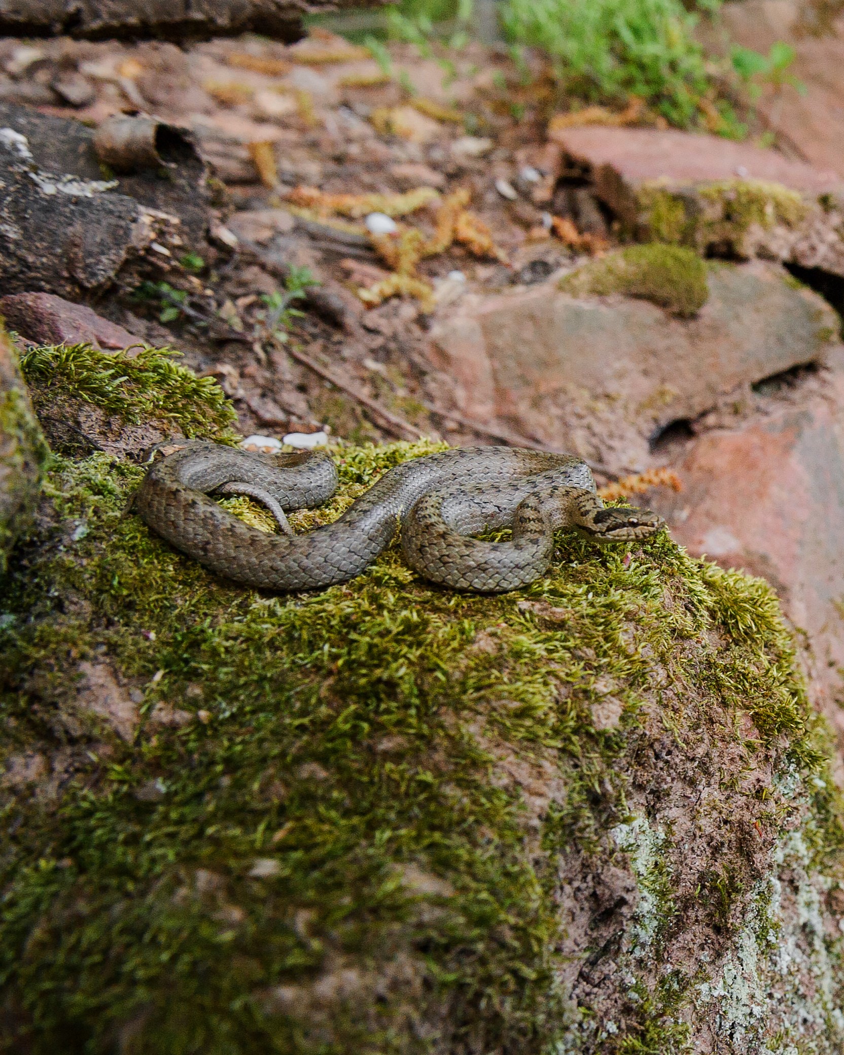 Schlange auf einem Felsen