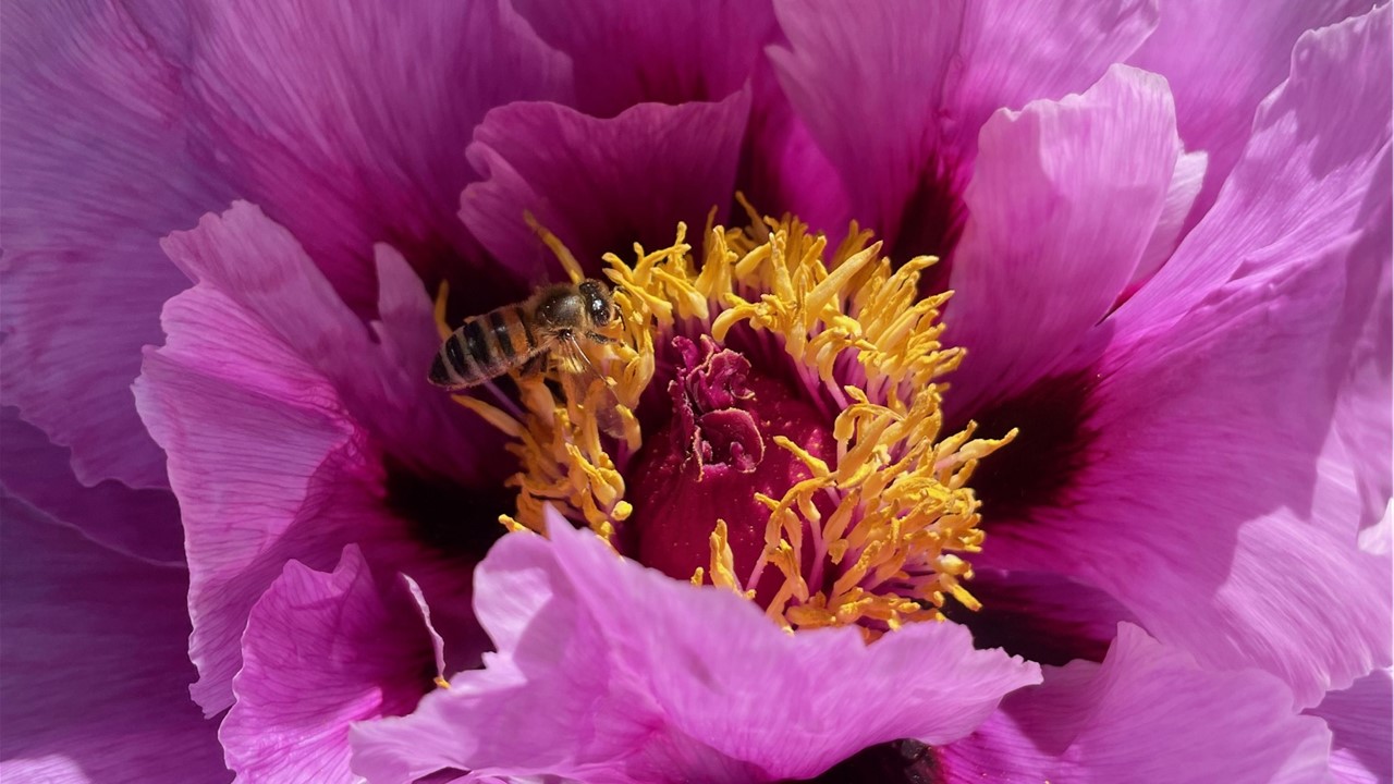 Blüte Pfingstrose mit Honigbiene