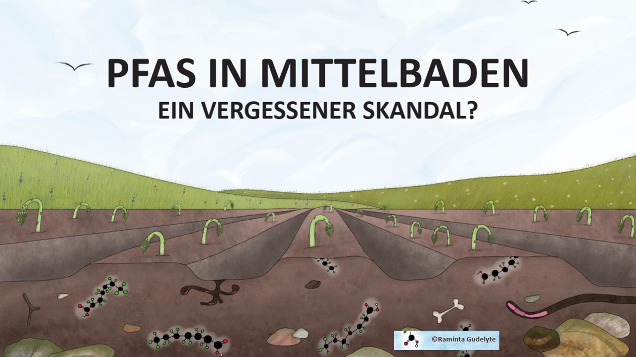 Zeichnung Boden-spargel, Raminta Gudelyte